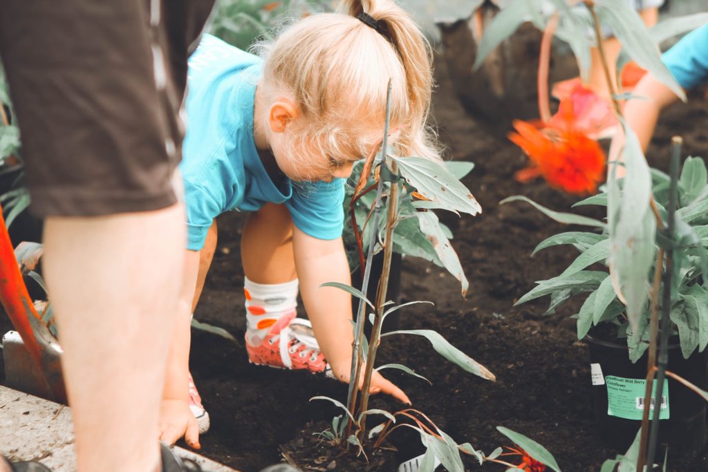 A young child planting. There are other people around them, but only the child is focused on.